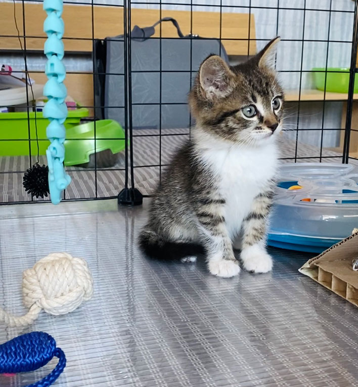 Забавный котенок Мишаня в добрые руки