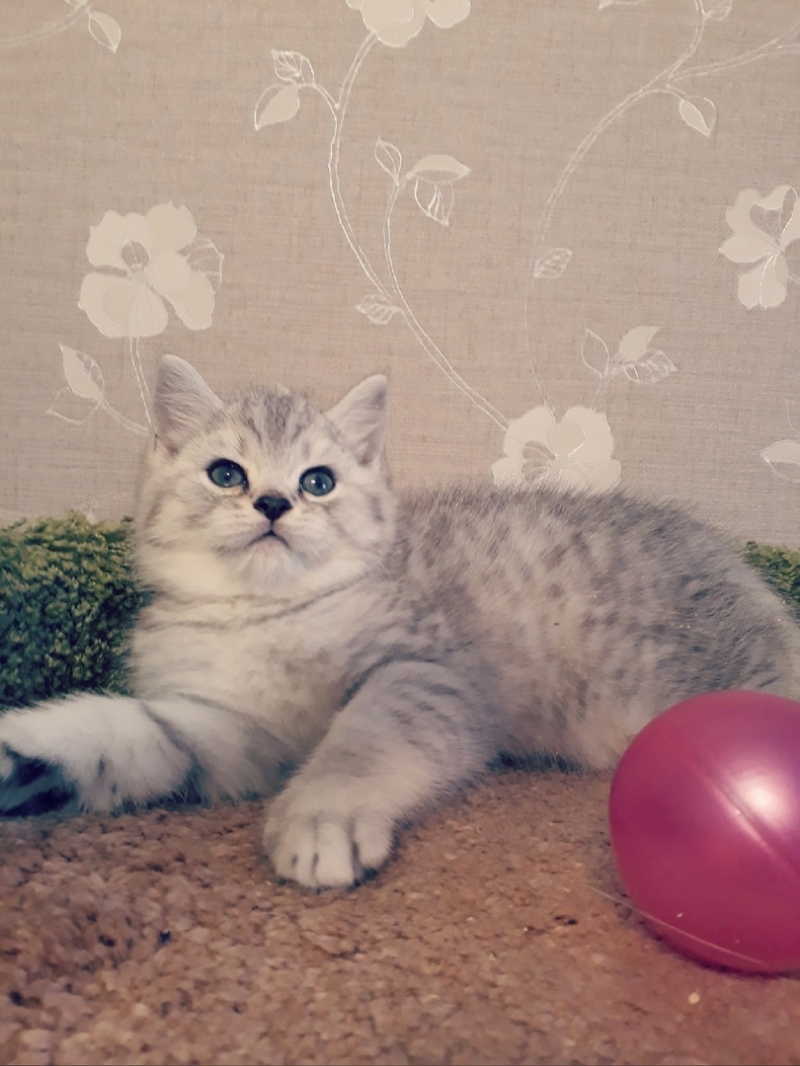 Роскошные британские котята серебристая шиншилла