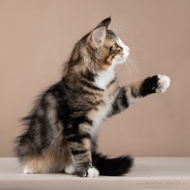 Норвежский лесной котнок
