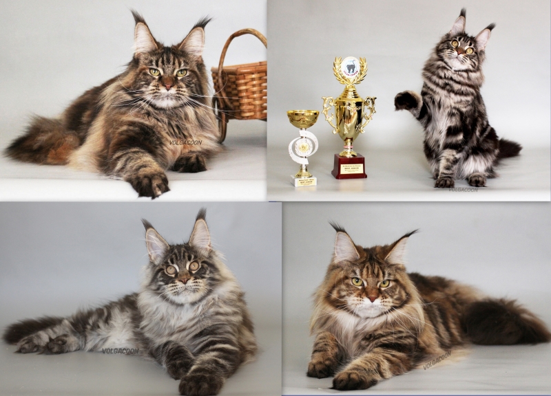 Котята Мейн кун