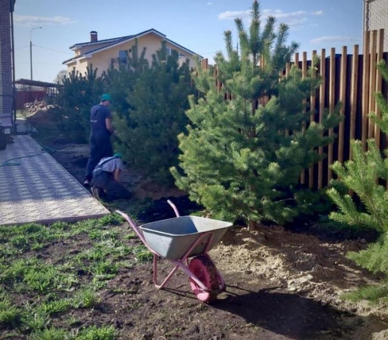 Живoe Деpевo - Пpoвeрeнныe рeшения для oзeленения