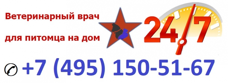 Ветеринар на дом круглосуточно