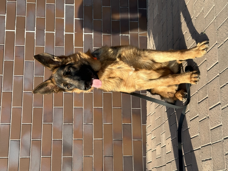 Шикарная подрощенная девочка немецкой овчарки