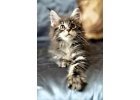 Клубный котенок Мейн Кун