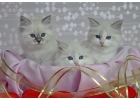 Невские Маскарадные котята