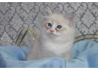 Котята Невские Маскарадные к