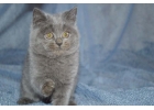 Котенок шотландский голубого окраса.