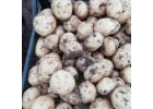 Бронирование раннего урожая картошки и морковки в Алтайском крае